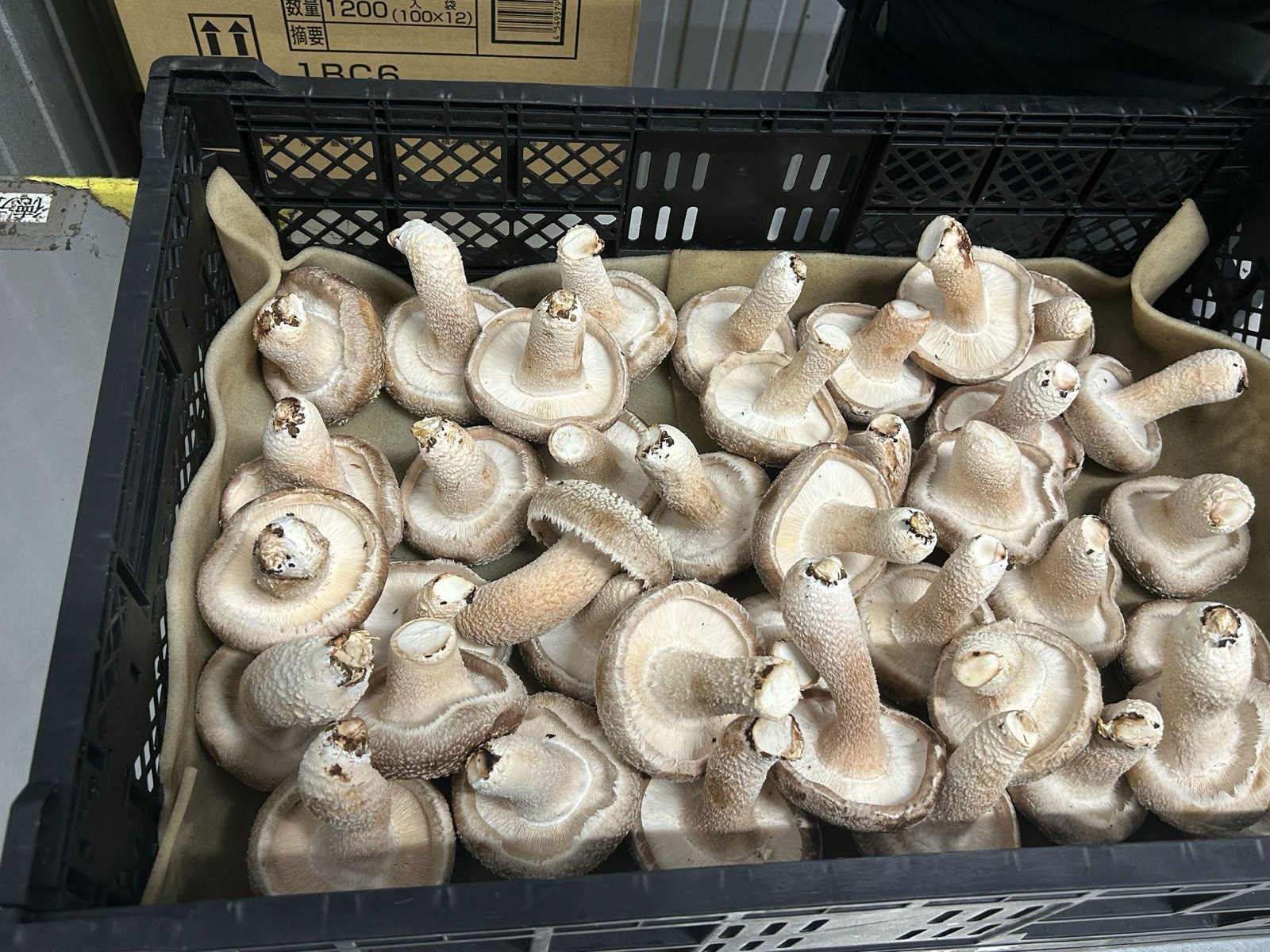 収穫したしいたけ